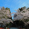 桜満開の仙台東照宮─花冷えに