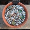 ヤマトヒメ、復活なるか！