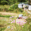 「下赤阪の棚田」～ 千早赤阪村 Ⅱ