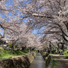 引地川沿いの千本桜・町田～南町田散歩