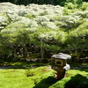 大龍寺の『どうだん庭園』春の特別公開中。