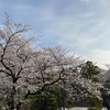 桜満開から花吹雪へ