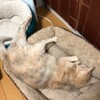 猫、一進一退です。（飼い主はひとまず更新再開します）