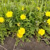 堤防散歩で雑草乱舞？