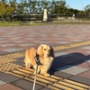 長居できるようになった早朝散歩