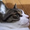 ゆかちんさん依頼　飛騨高山の旅　（２）いにしえのソウルと伝統が息づく町