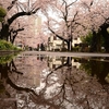 🌸谷中霊園の桜並木　リフレクション撮影しました😊