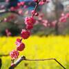 冬から春へ「浜離宮庭園」2025年2月開花状況｜菜の花、梅、椿、蝋梅（東京都中央区）