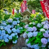 川崎観音の紫陽花