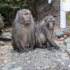 （昔話）屋久⑪　屋久島の動物　と最後に脱線話♪