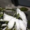 好天気、積雪はたちまち融けました。