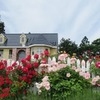 【GARDN大きなくりの木の下で】平川市町居バラの庭園は花盛り