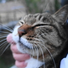 2月前半の #ねこ #cat #猫 その4