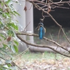 八景水谷公園のカワセミ　つがいをみました