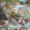 ２０２２年１月　奥駿河湾にて野鳥観察