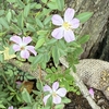 原産系バラが見ることができた　”咲くやこの花館高山植物室”
