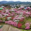 山里の桃源郷