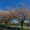 桜オンパレード