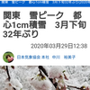 32年ぶりの3月雪と叔母の電話