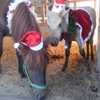 馬たちのクリスマスファッションショー