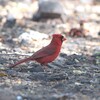 ショウジョウコウカンチョウ(Northern Cardinal)