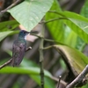 ソライロボウシエメラルドハチドリ Azure-crowned Hummingbird
