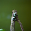 マダラヤドクガエル Dendrobates auratus