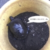 3-232   愛すべき生き物たち〜2018年、カメ冬眠する〜