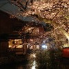 祇園新橋の夜桜