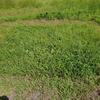 草刈りの実験　1ヶ月後の結果