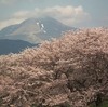 午後の桜詣で & 琵琶湖の小規模な上位蜃気楼