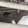 猫、ネズミ、そしてあの長いやつ