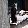 ちょっとゆっくりを上野動物園。
