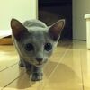 コマ送りで迫り来る猫！まばたきをまったくしない！？【猫動画】