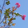 牧野植物園　秋の草花　その３