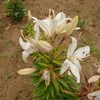 畑に植えられていたユリ