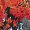 高遠城址公園でさらに紅葉狩り