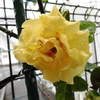 ９月初日、庭に咲く花と、畑にキジバトが！