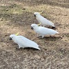 Mount Ainslie(マウント・エインズリー)