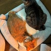 久々に現実を見てみた。