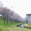 滋賀湖北桜ドライブ　中編