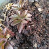 芍薬の成長記録