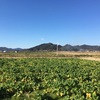 千葉県鴨川市での菜花摘み。