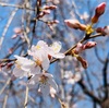 吉祥寺
