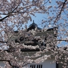 金沢城（菱櫓）の満開桜