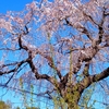 桜を見ながら