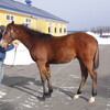 早来ファーム　明け1歳馬を見学