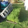 セル苗のタマネギを定植しました