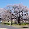 淡墨桜