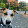 何かを着ることを拒まない犬。